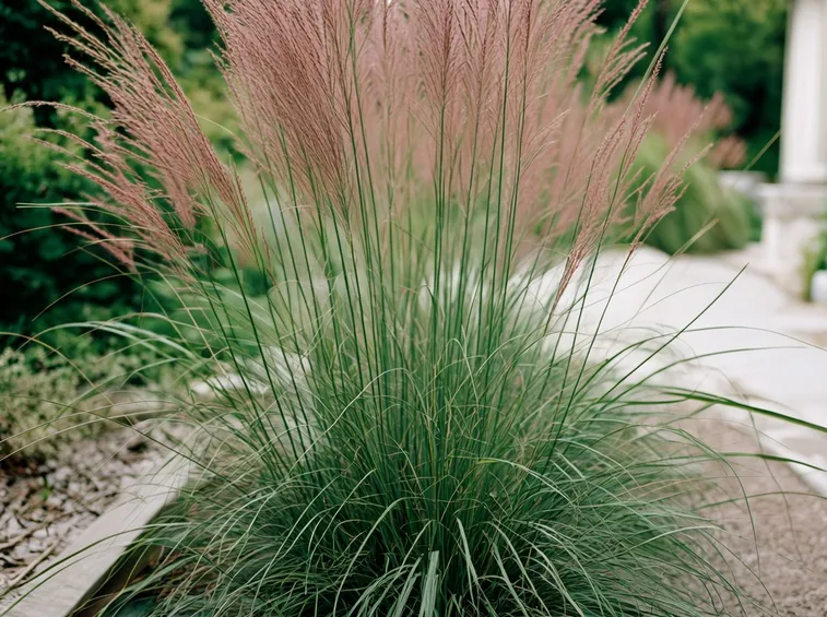 Miscanthus sinensis