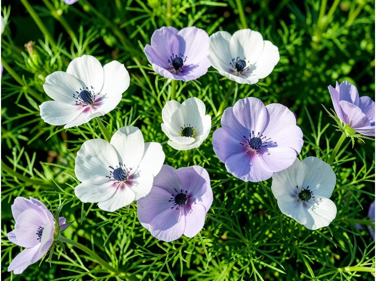 Nigella damascena