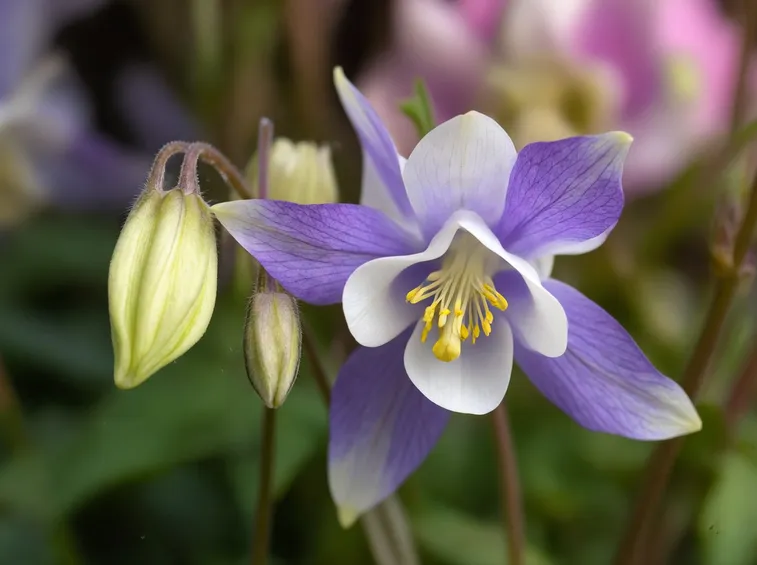Aquilegia