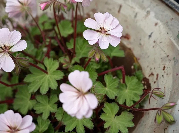 Geranium dreamland
