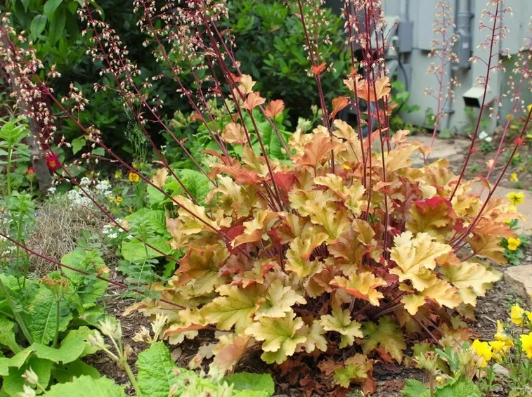 Heuchera