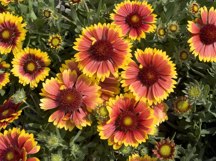 Gaillardia