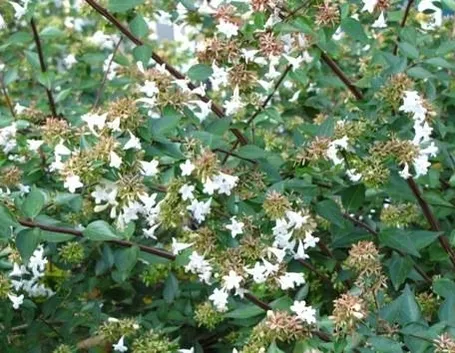 abelia e fiori