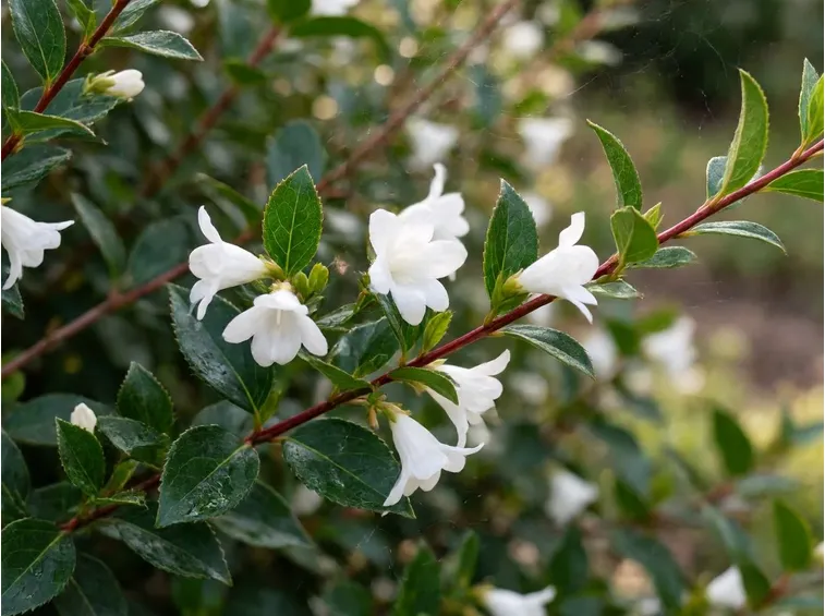 abelia e fiori