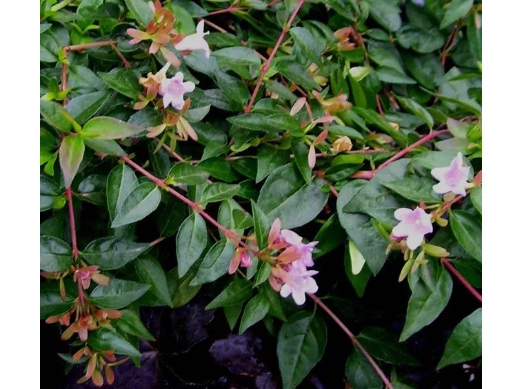 foglie e fiori abelia