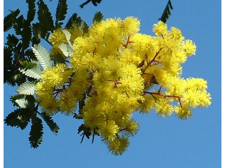 Fiori di Acacia dealbata