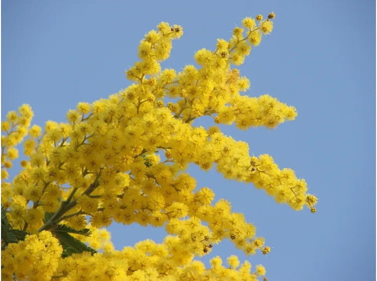 Fiori di mimosa