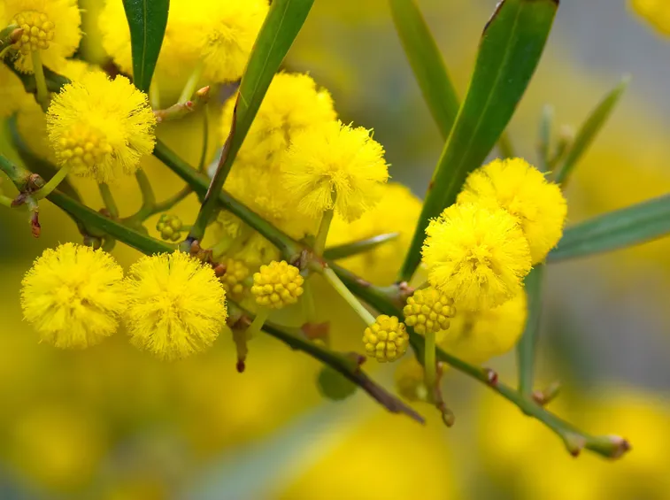 Ramo di mimosa
