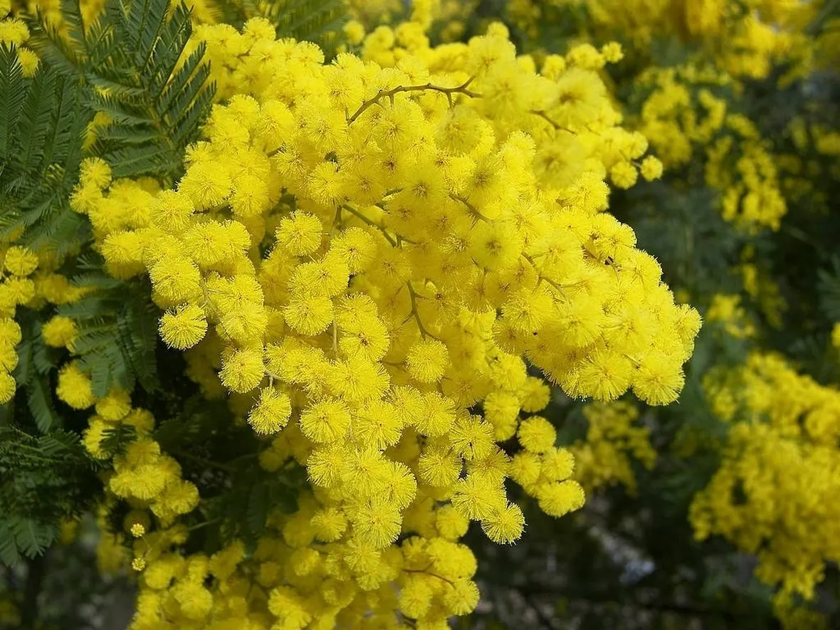 Ramo di Acacia dealbata