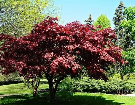 acero rosso