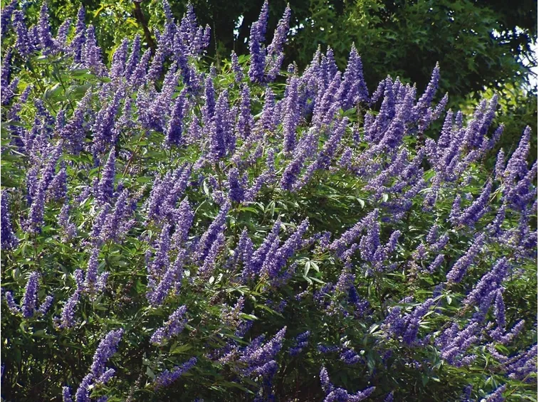 Piante di agnocasto