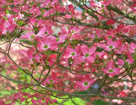 Albero in fiore di Ippocastano
