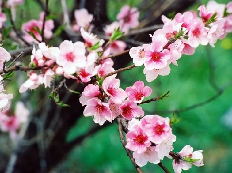 Albero di Cercis in fiore