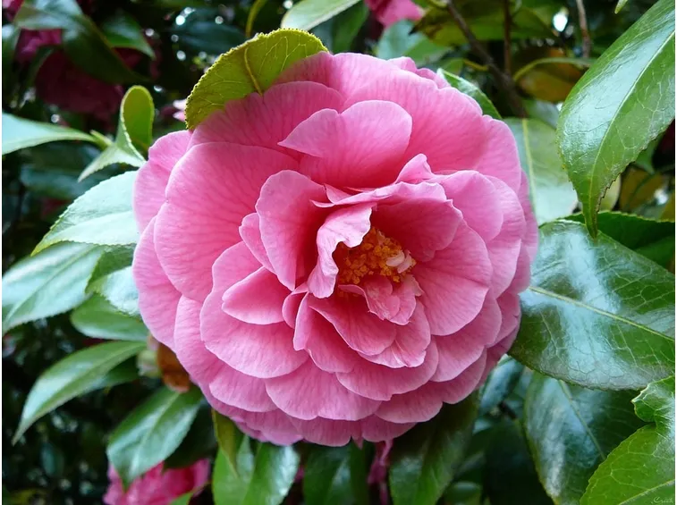 Alberi in fiore di Biancospino