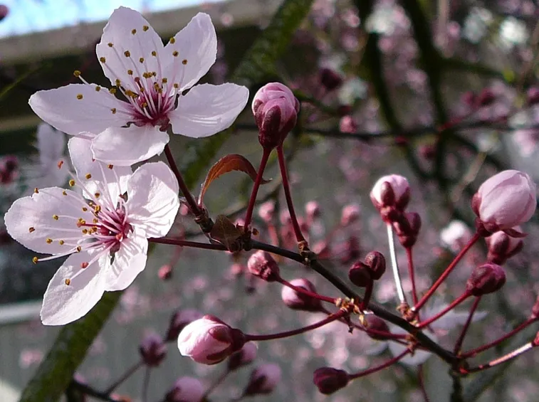 Albero in fiore di Paulownia