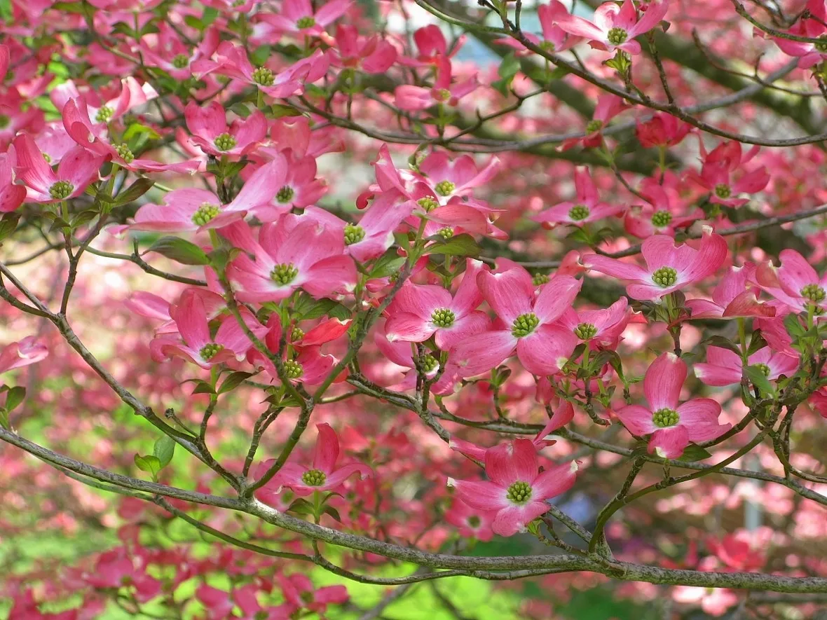 Albero in fiore di Ippocastano