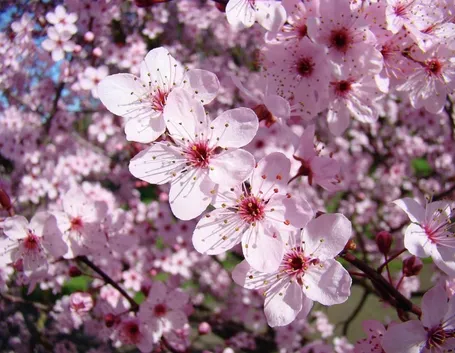 Fioritura dell'albero Cercis