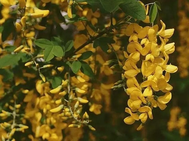 Fiori a grappoli di Laburnum