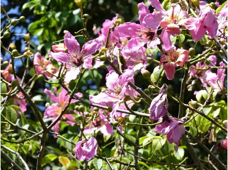 Fiori dell'albero di Chorisia