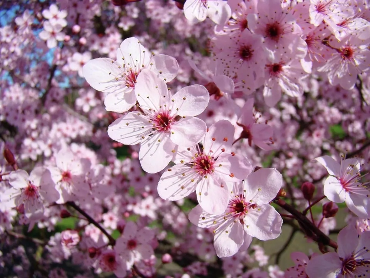 Fioritura dell'albero Cercis