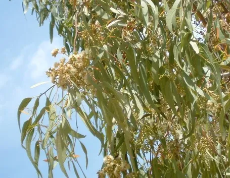 Foglie e infiorescenze dell'albero di Eucalipto