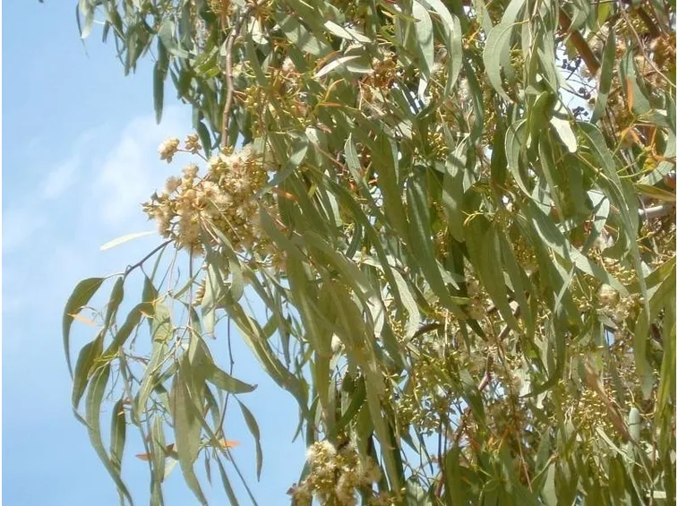 Foglie e infiorescenze dell'albero di Eucalipto