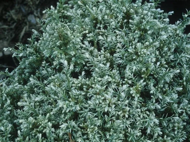 Chamaecyparis pisifera varietà Boulevard