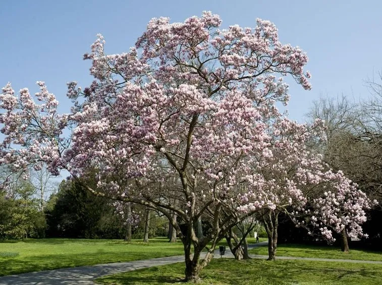 Albero di Magnolia in fiore