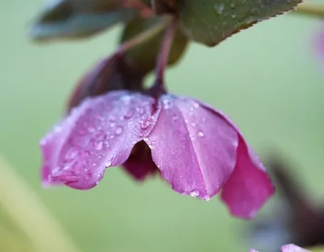 Fiore albero giuda