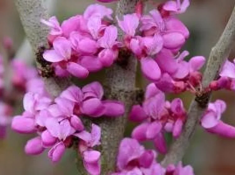 Fiori siliquastro