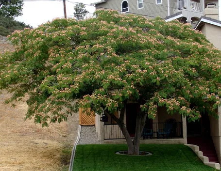 Albizia giardino