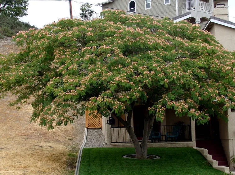Albizia giardino
