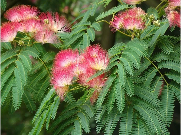 Fiori albizia