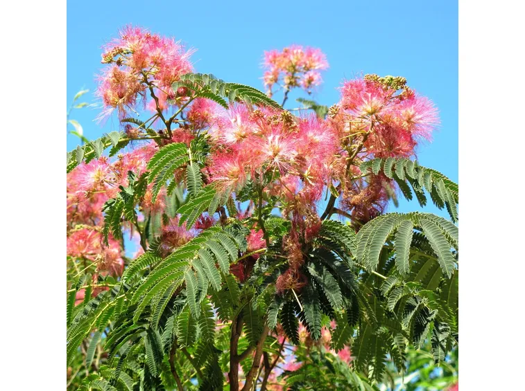 Albizia concimazione