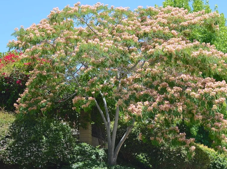 Esposizione acacia costantinopoli