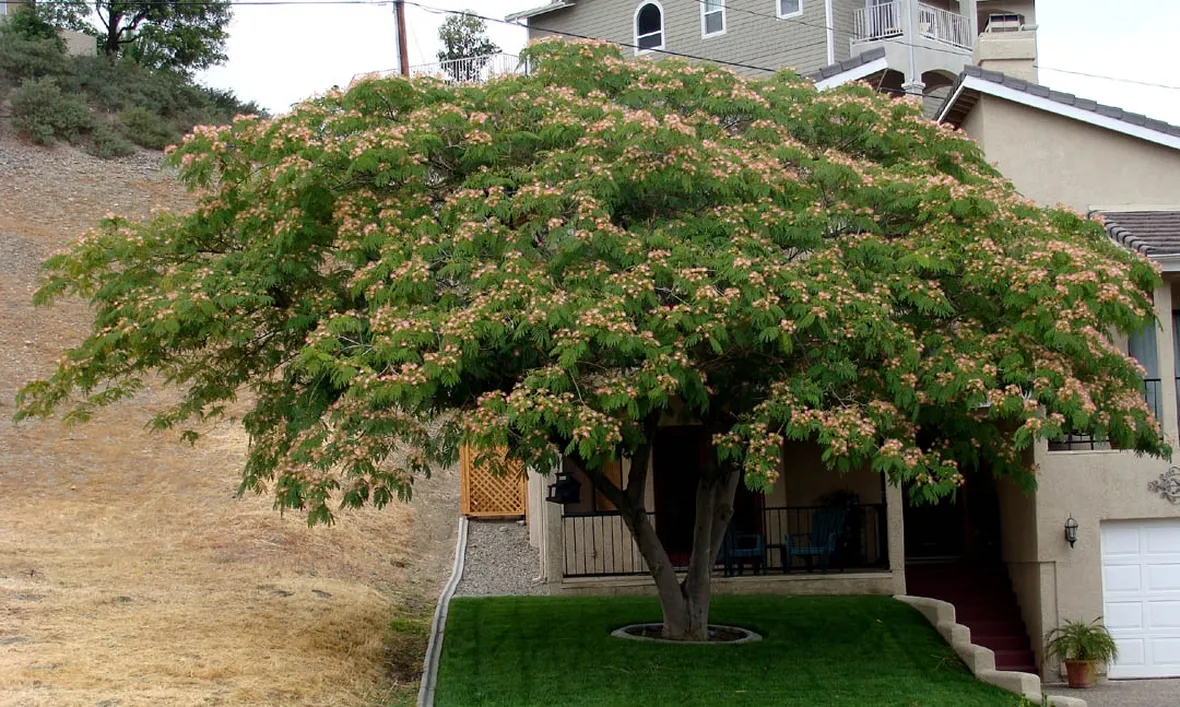 Albizia giardino