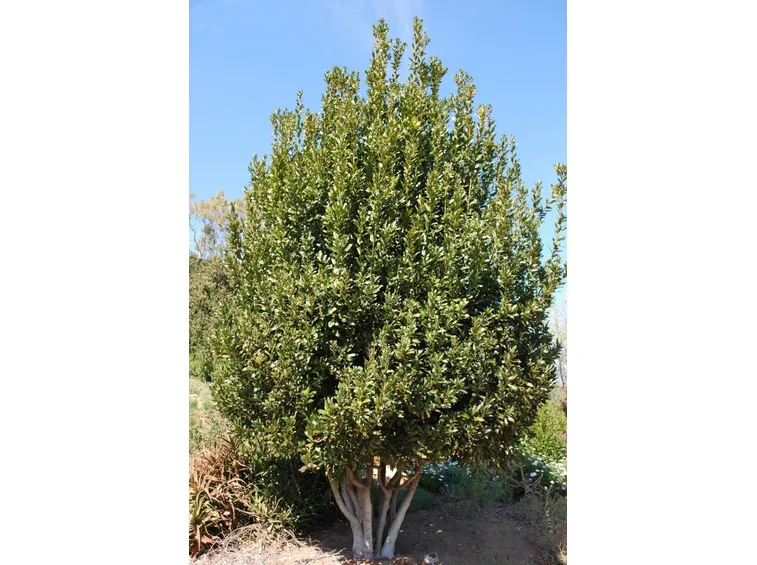 Albero di alloro