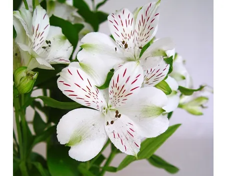 Alstroemeria fiori