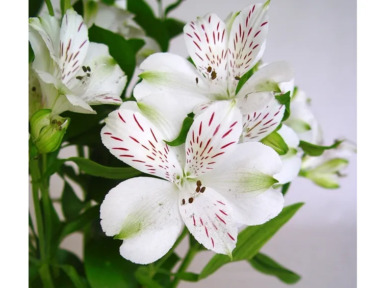Alstroemeria fiori