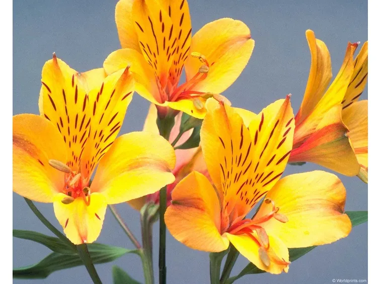 Alstroemeria pianta