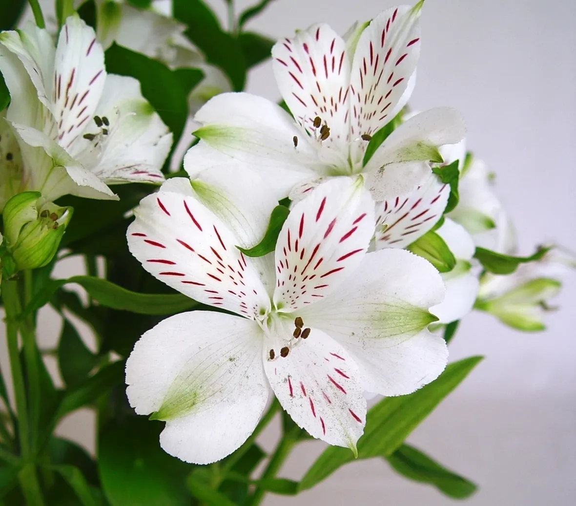 Alstroemeria fiori