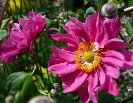 Fiori di anemone giapponese