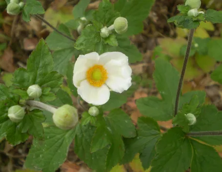 Pianta di anemone japonica in fiore