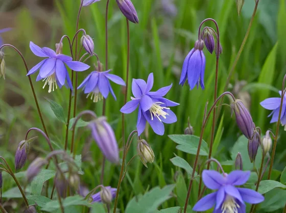 Aquilegia fiori