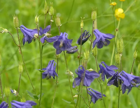 Aquilegia fiori