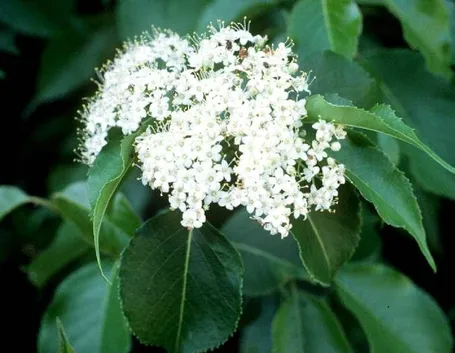 Pianta e fiore di Viburno
