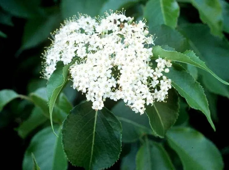 Pianta e fiore di Viburno