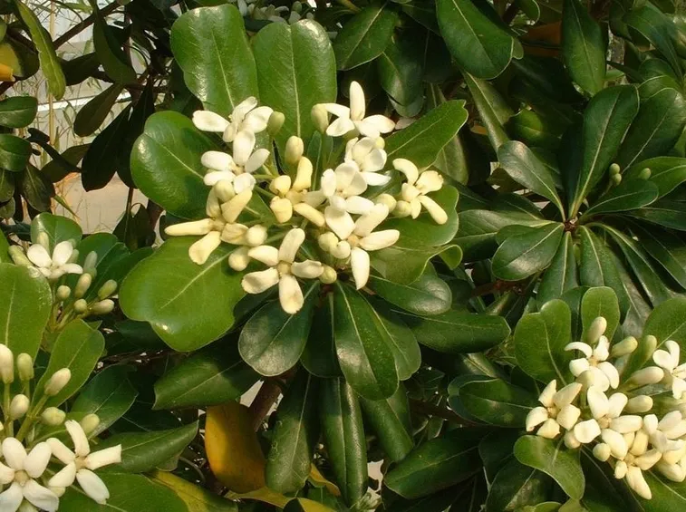 Foglie e fiori di Pitosforo