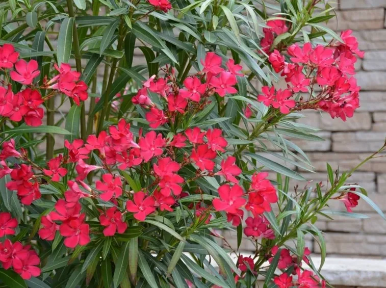 Piante di Oleandro