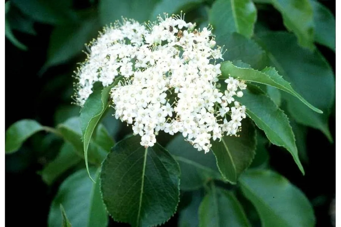 Pianta e fiore di Viburno